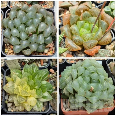 VVGLOT980 10 SEEDS Haworthia obtusa ‘Purple Dodson’ x obtusa hybrid mix 2025 year