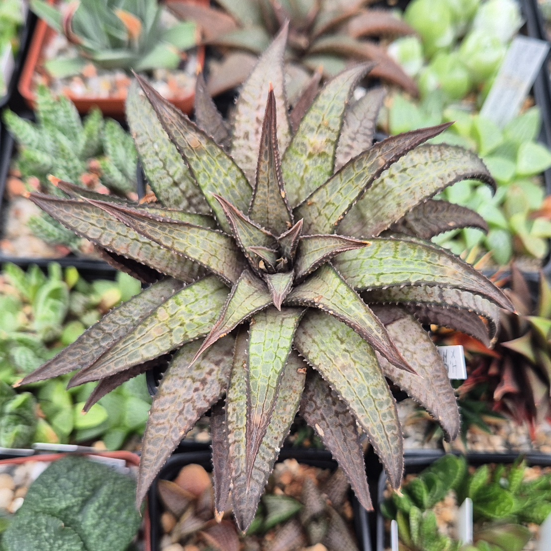 VVG27976 Haworthia woolleyi x koelmaniorum cutting
