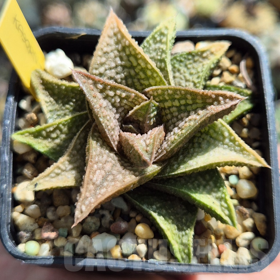 VVG27979 Haworthia ‘Kasornthamala’ cutting