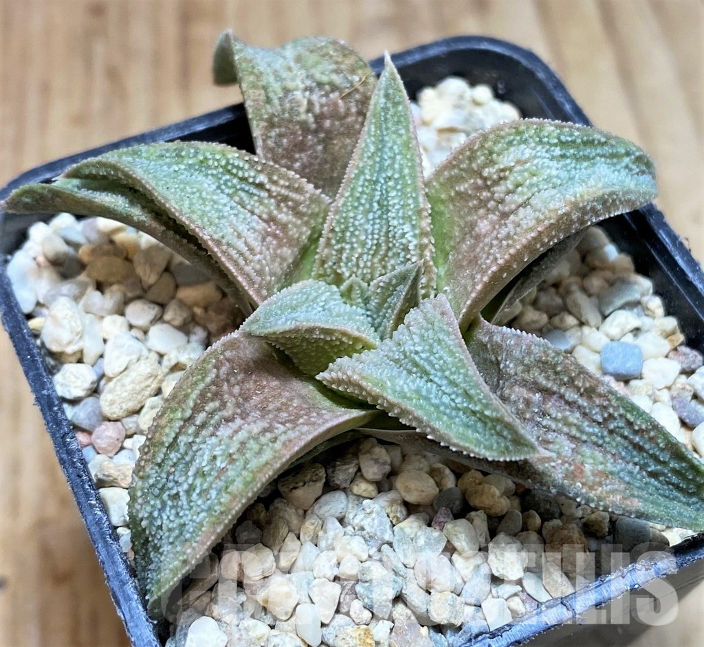 VVG32244 Haworthia ‘Pink koelmaniorum’ cutting - Image 4