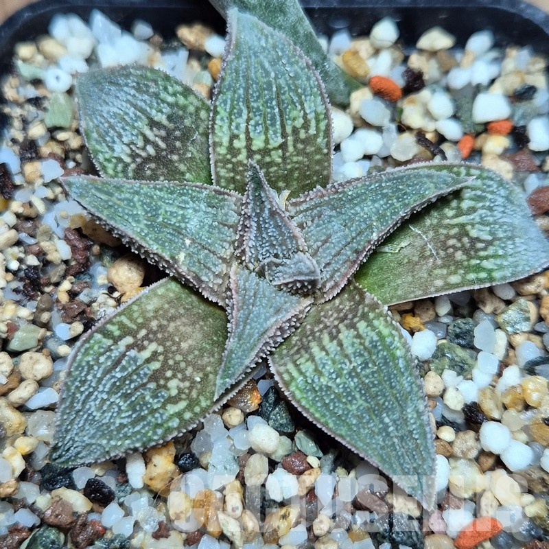 VVG32244 Haworthia ‘Pink koelmaniorum’ cutting - Image 3