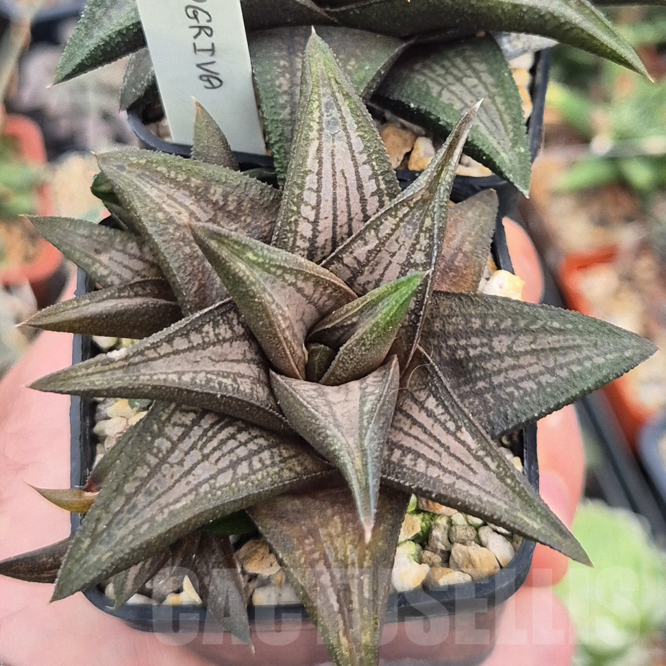 VVG17497 Haworthia ‘Sugriva’