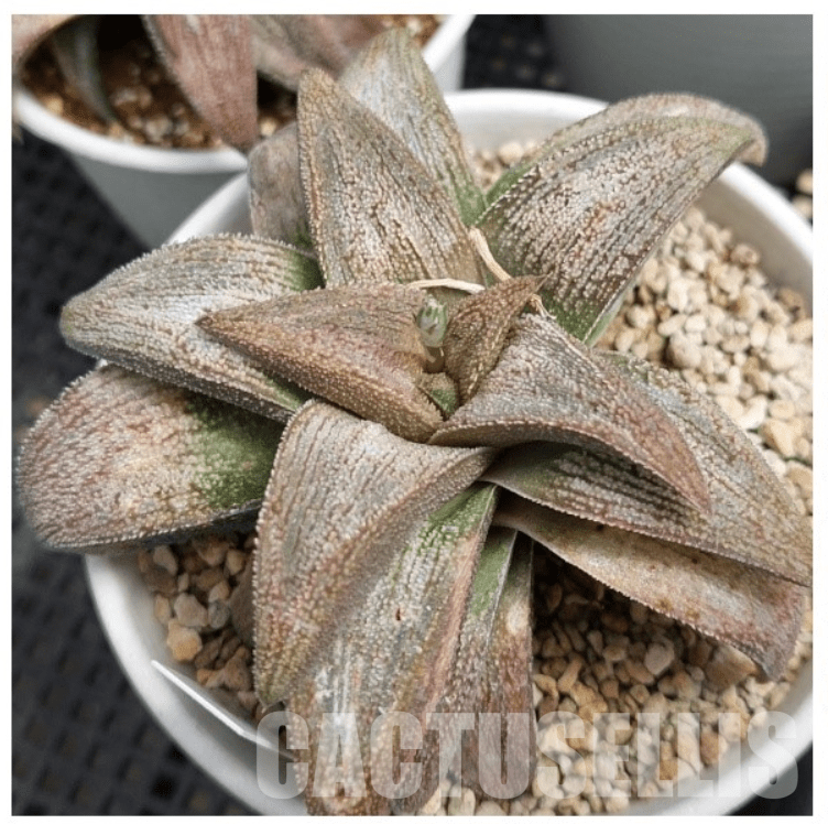 VVG29685 Haworthia ‘Sulphur’ cutting - Image 3