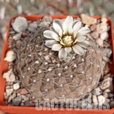LOT1127 20 seeds/20 СЕМЕНА  Gymnocalycium obductum VG549