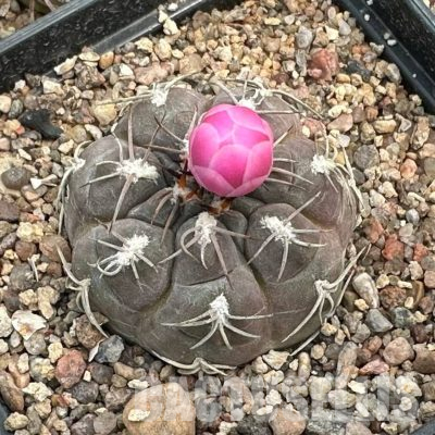 LOT1131 20 seeds/20 СЕМЕНА  Gymnocalycium ferrari HNS690