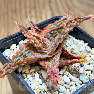 SH11378 Aloe TCT hybrid