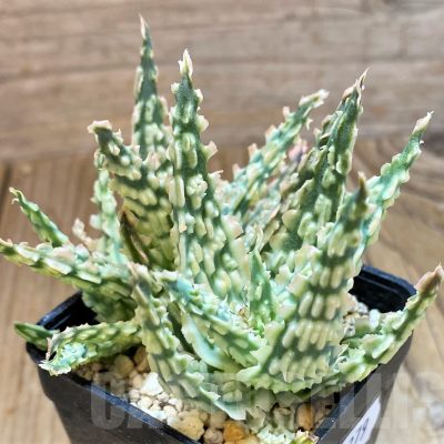 SH11379 Aloe TCT hybrid