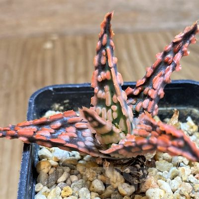 SH11381 Aloe TCT hybrid