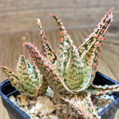 SH11382 Aloe TCT hybrid