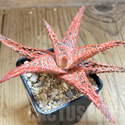 SH11387 Aloe TCT hybrid