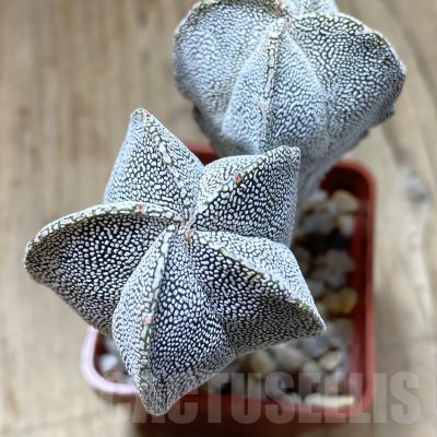 SH2471 Astrophytum myriostigma ‘Onzuka' 2 plants, seedling