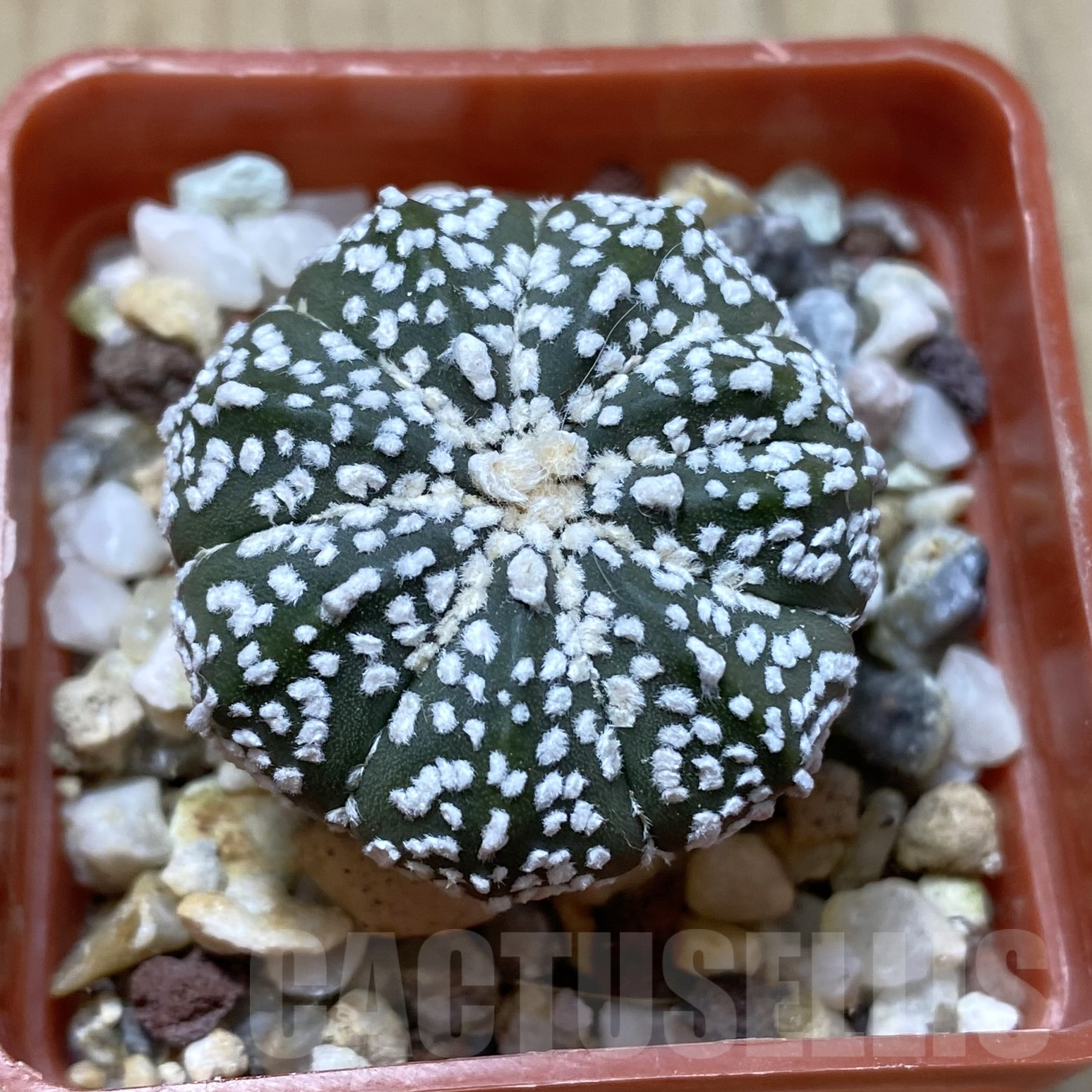 SH2472 Astrophytum asterias ‘Super Kabuto’ hybrid