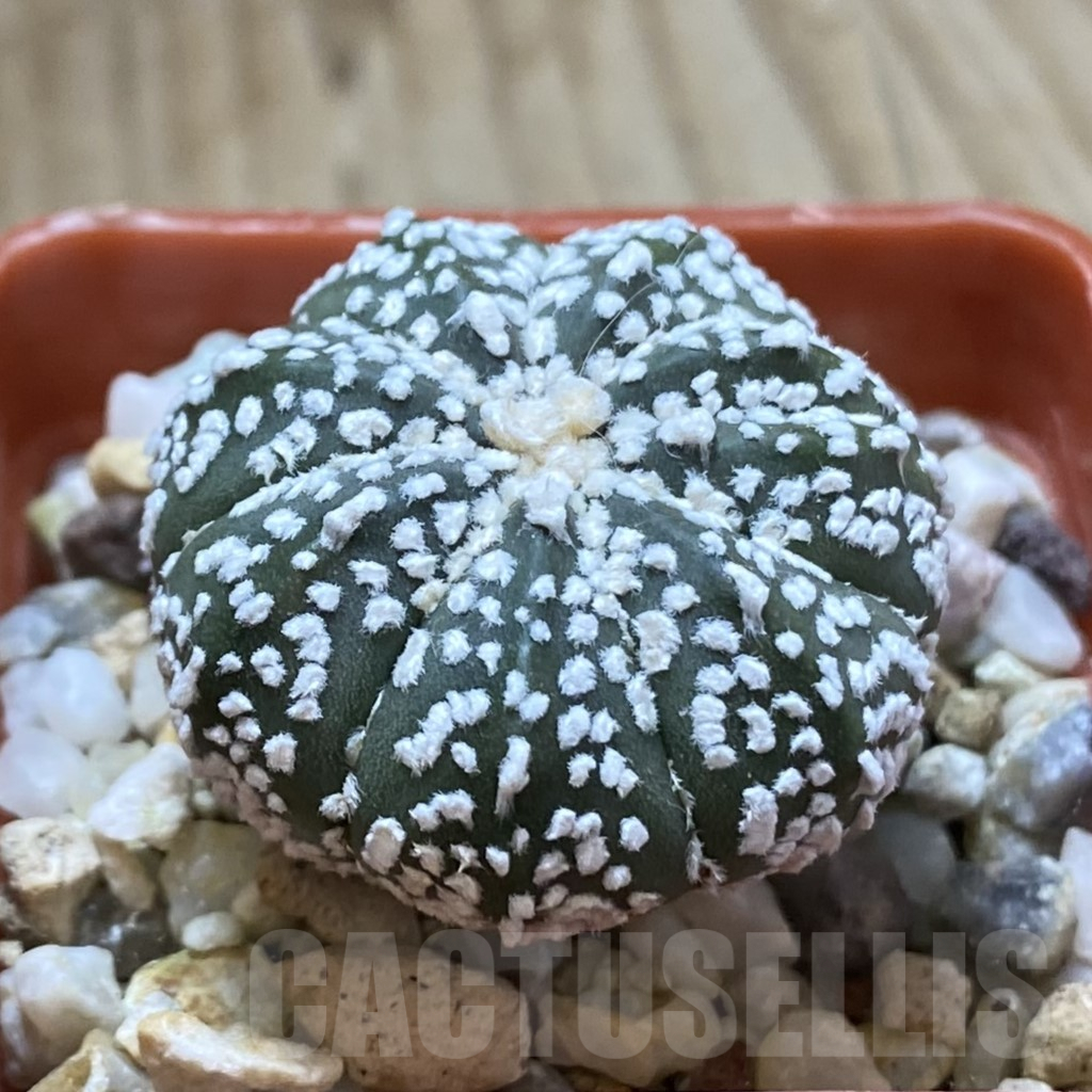 SH2472 Astrophytum asterias ‘Super Kabuto’ hybrid - Image 2