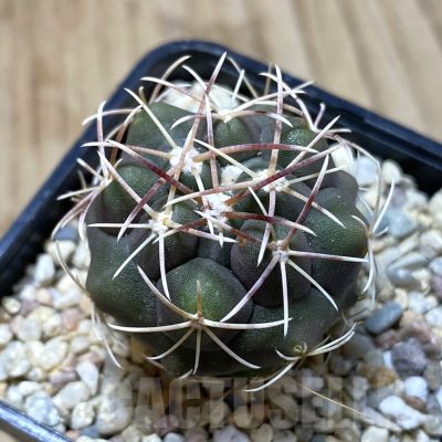 SH2473 Thelocactus hexaedrophorus -Rio Verde-