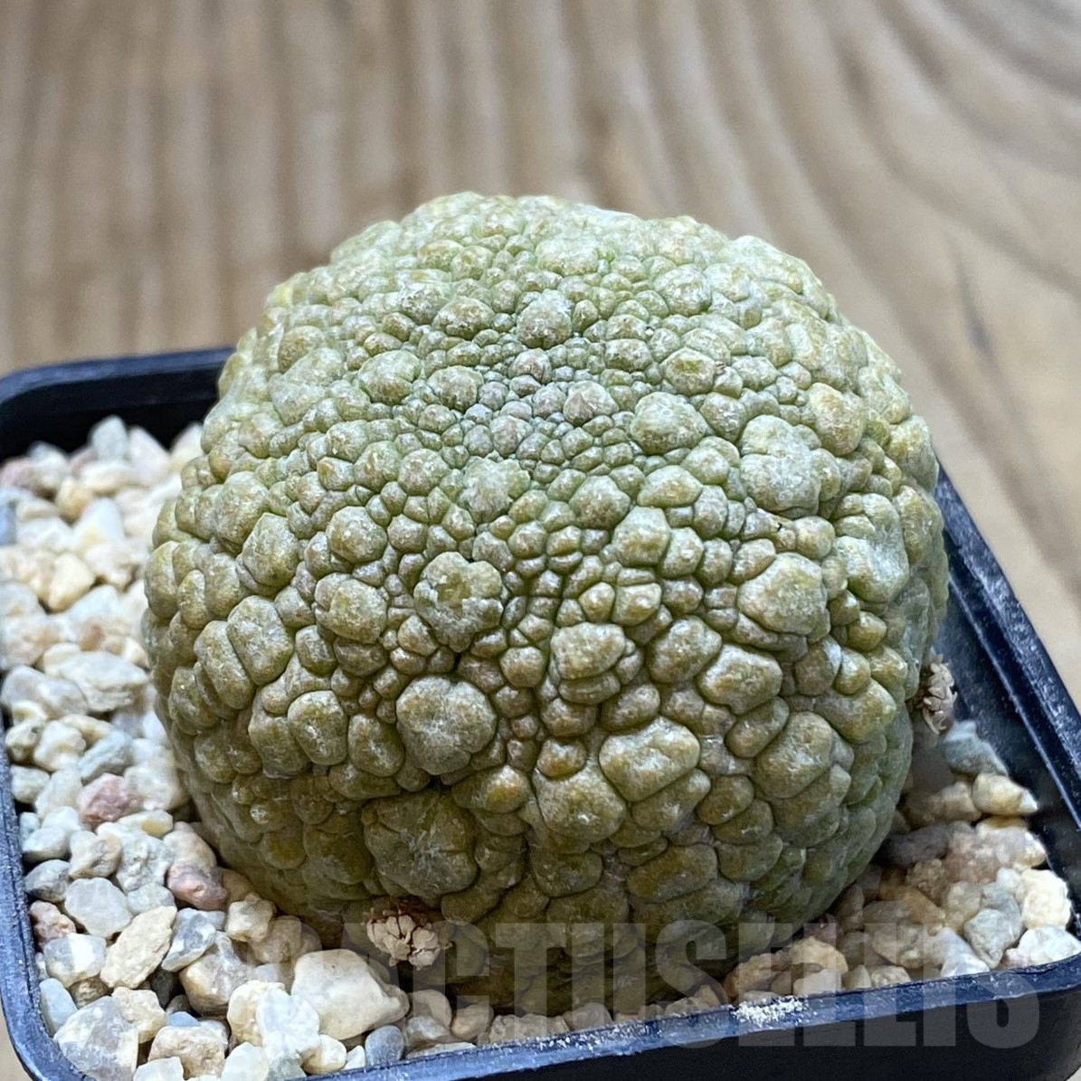 SHPR41696 Pseudolithos migiurtinus - Image 2