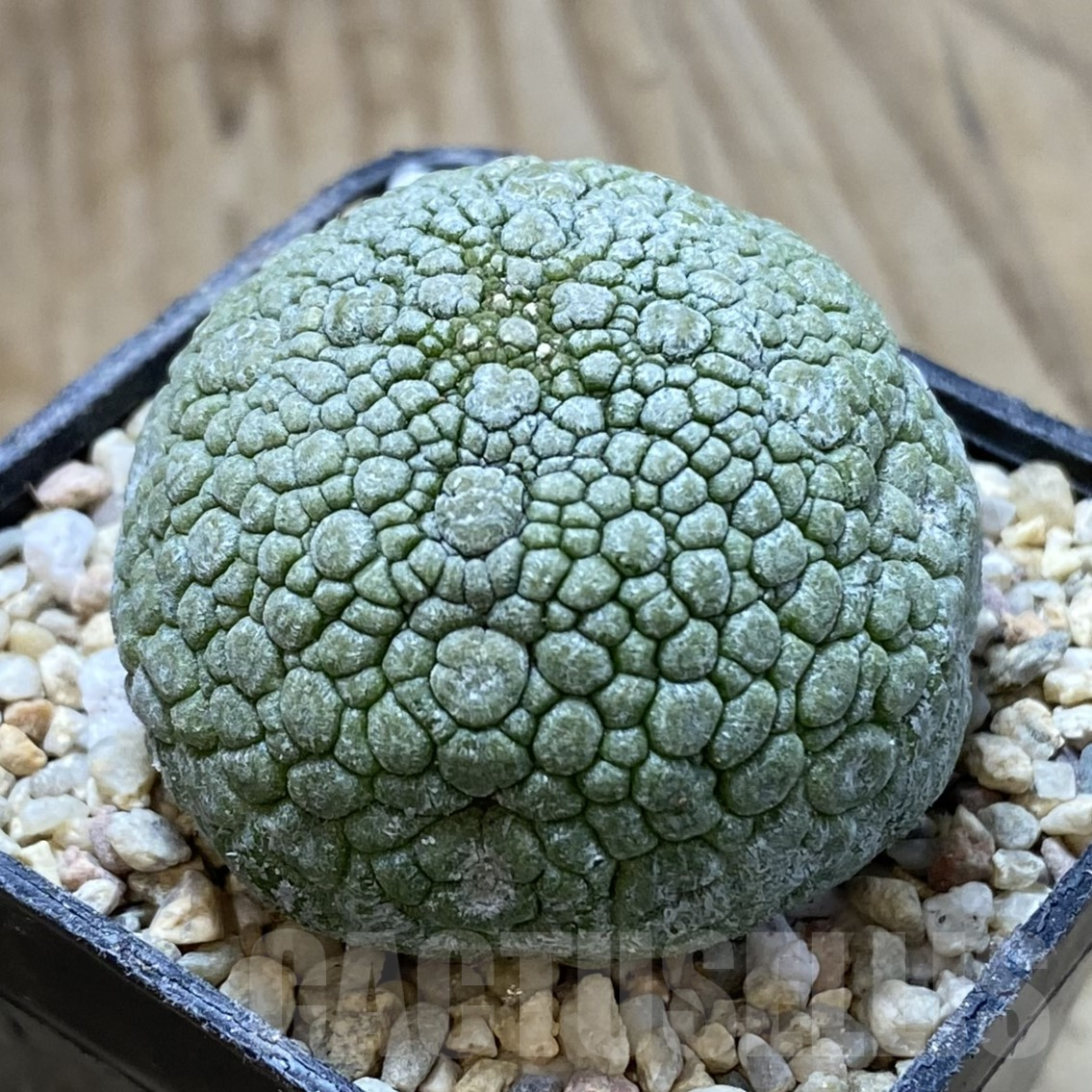 SHPR41697 Pseudolithos migiurtinus - Image 2
