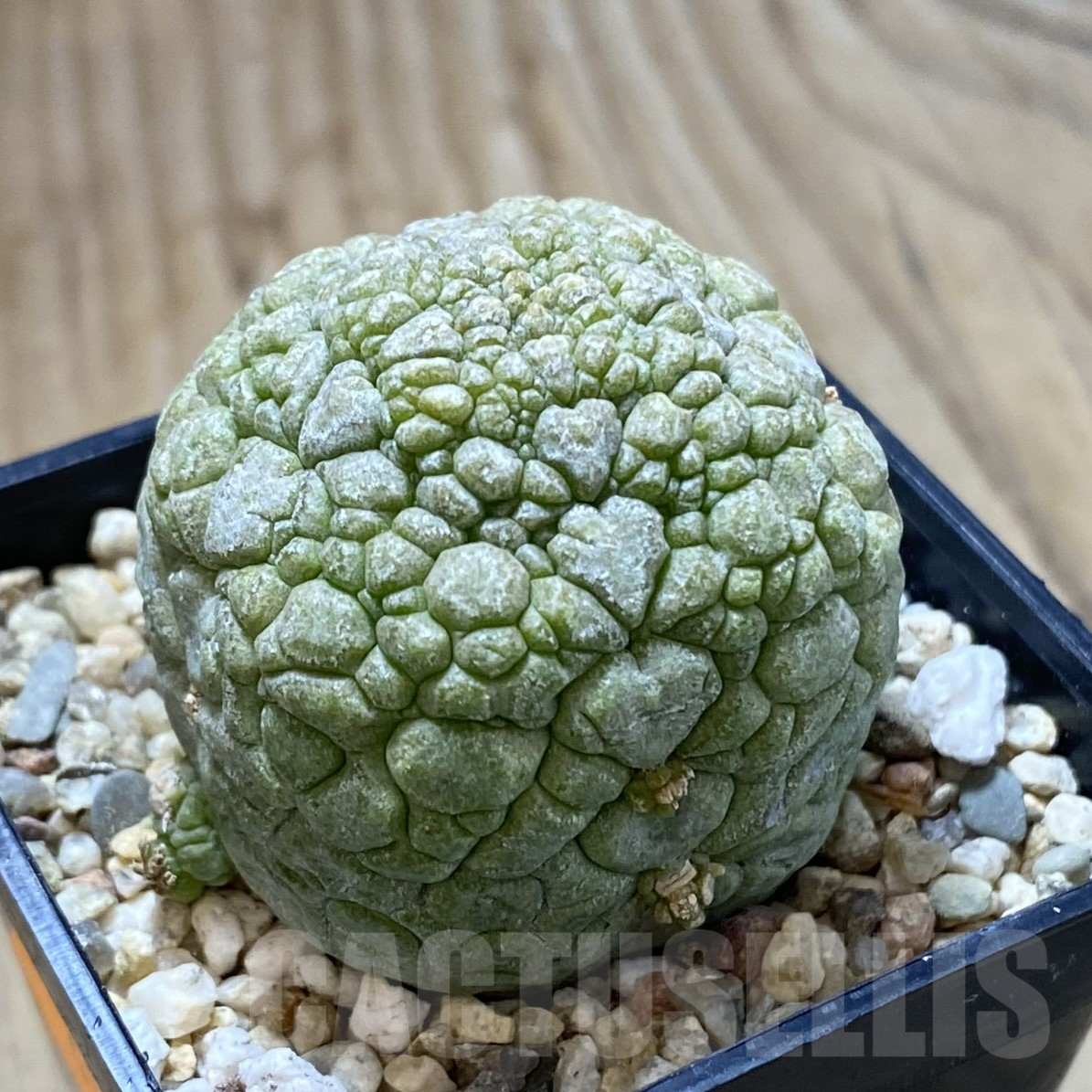 SHPR41698 Pseudolithos migiurtinus - Image 2