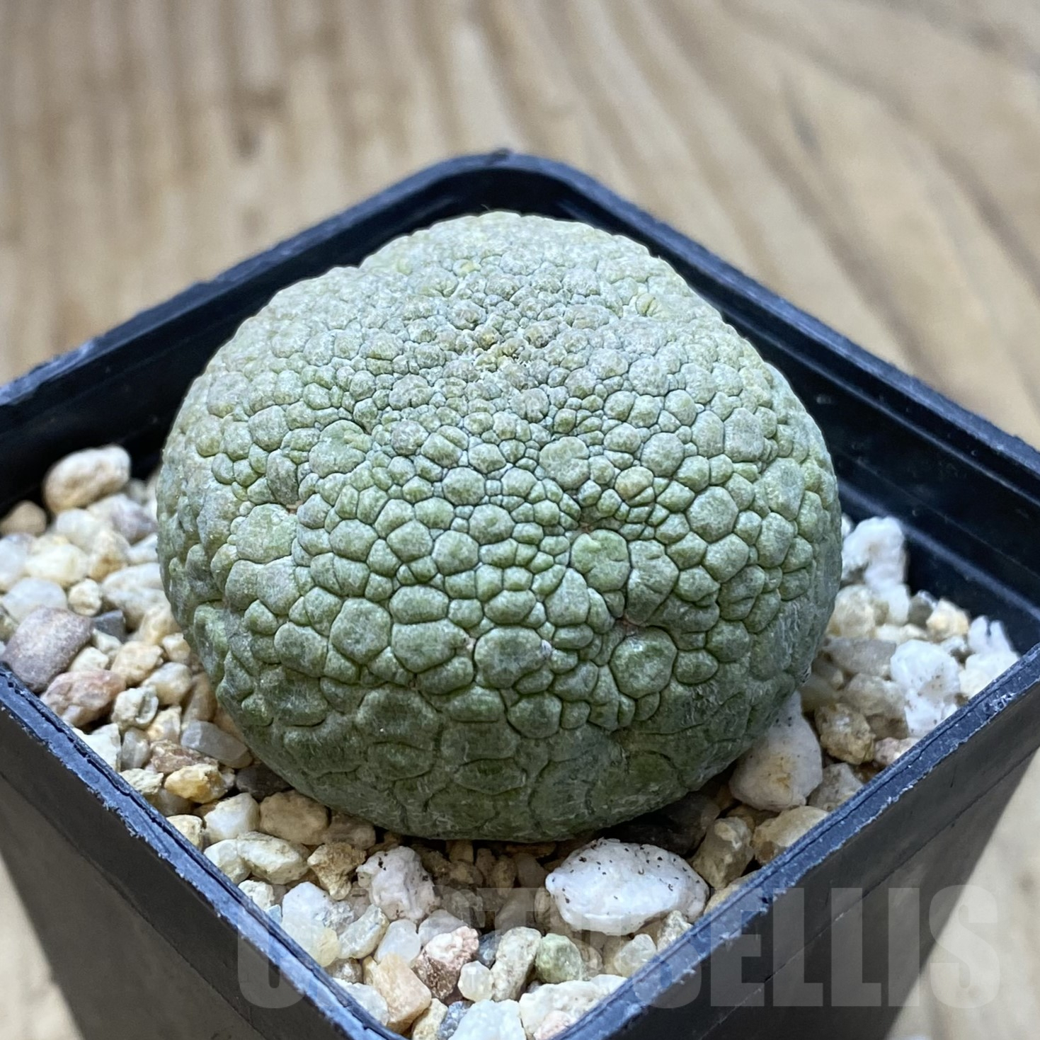 SHPR41699 Pseudolithos migiurtinus - Image 2