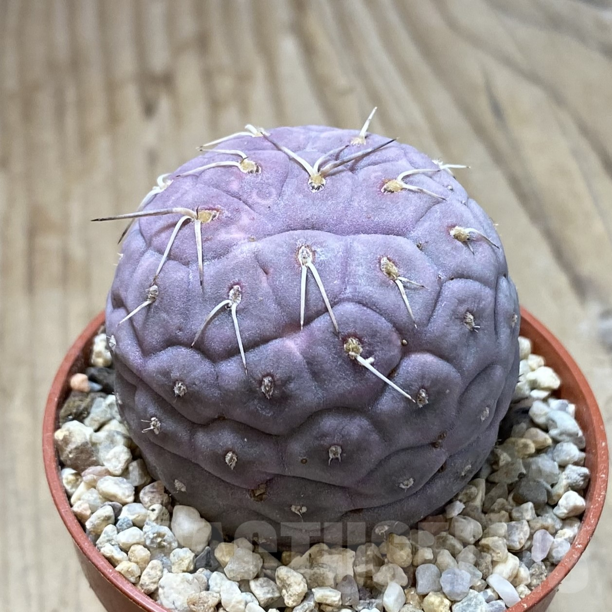 SHPR41702 Tephrocactus geometricus - Image 2