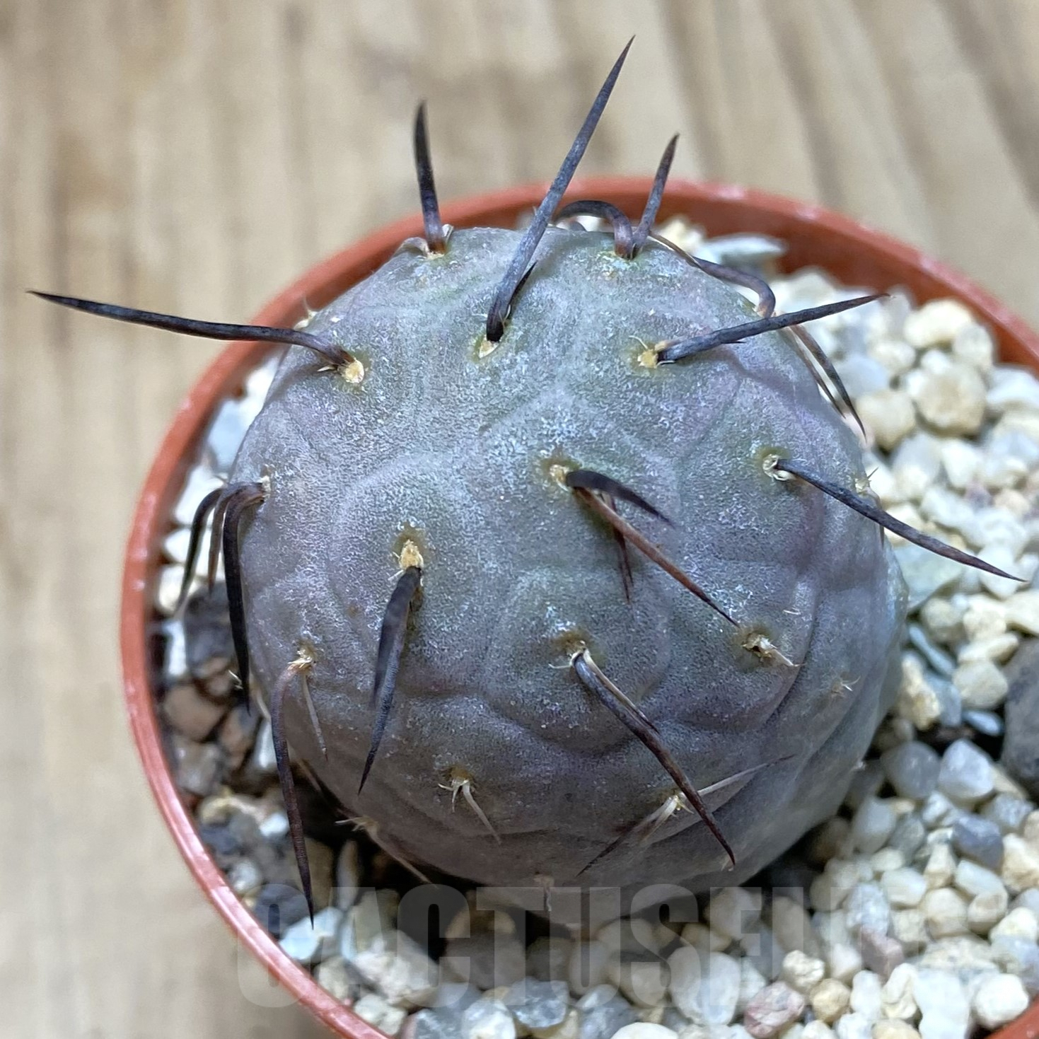SH2474 Tephrocactus geometricus