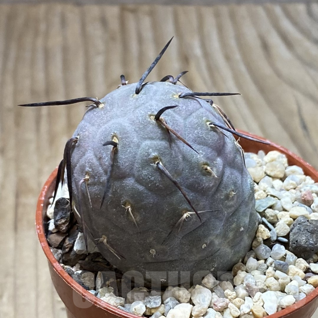 SH2474 Tephrocactus geometricus - Image 2
