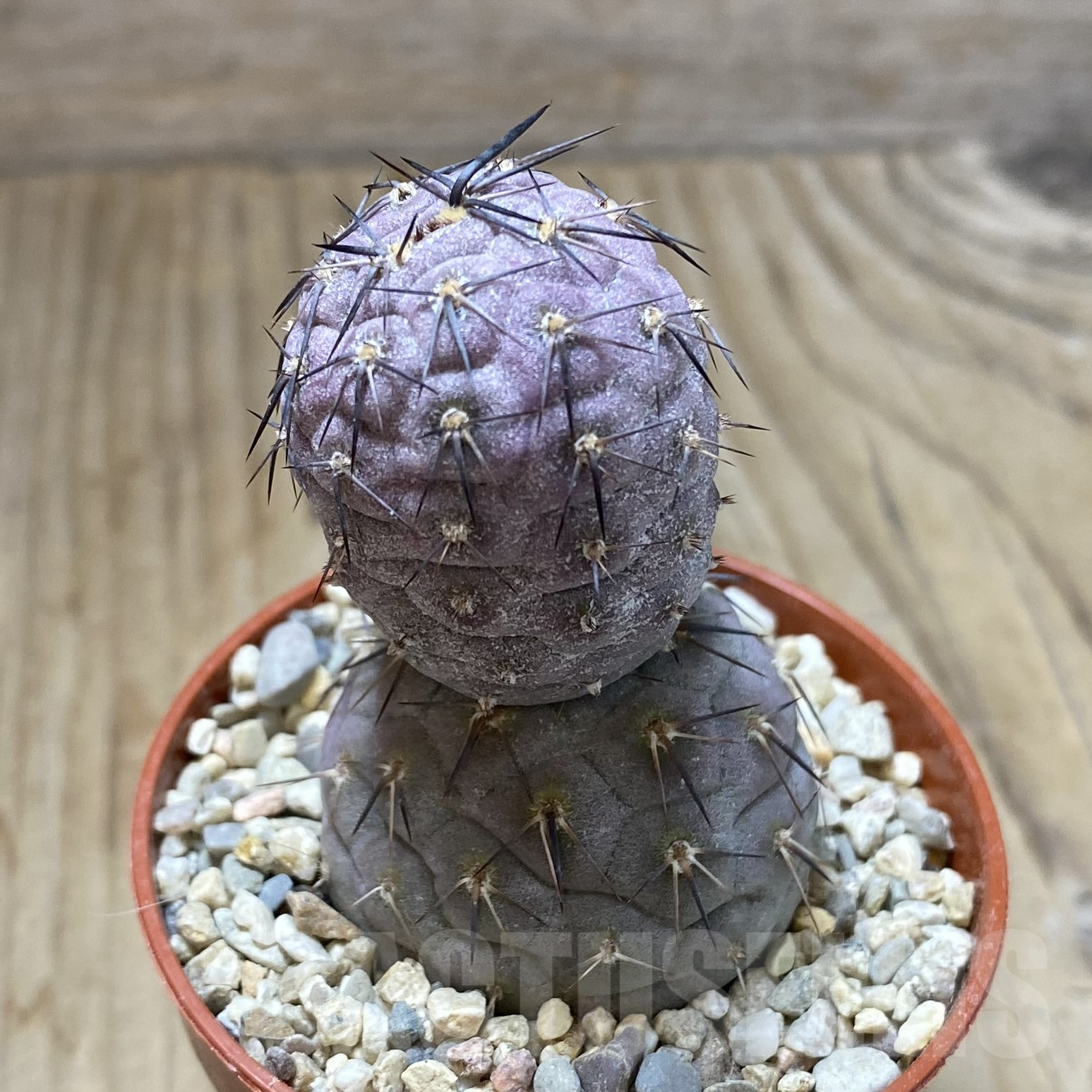 SHPR41704 Tephrocactus geometricus - Image 2