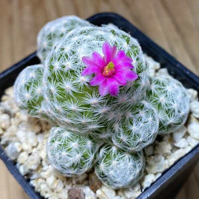 SH30366 Mammillaria humboldtii v. caespitosa