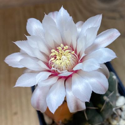 SH3237 Gymnocalycium stellatum f. variegata, seedling