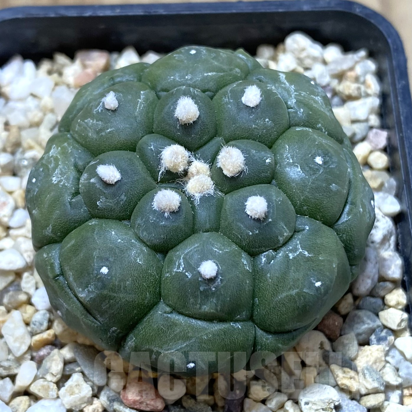 SH2483 Astrophytum asterias ‘Kikko’