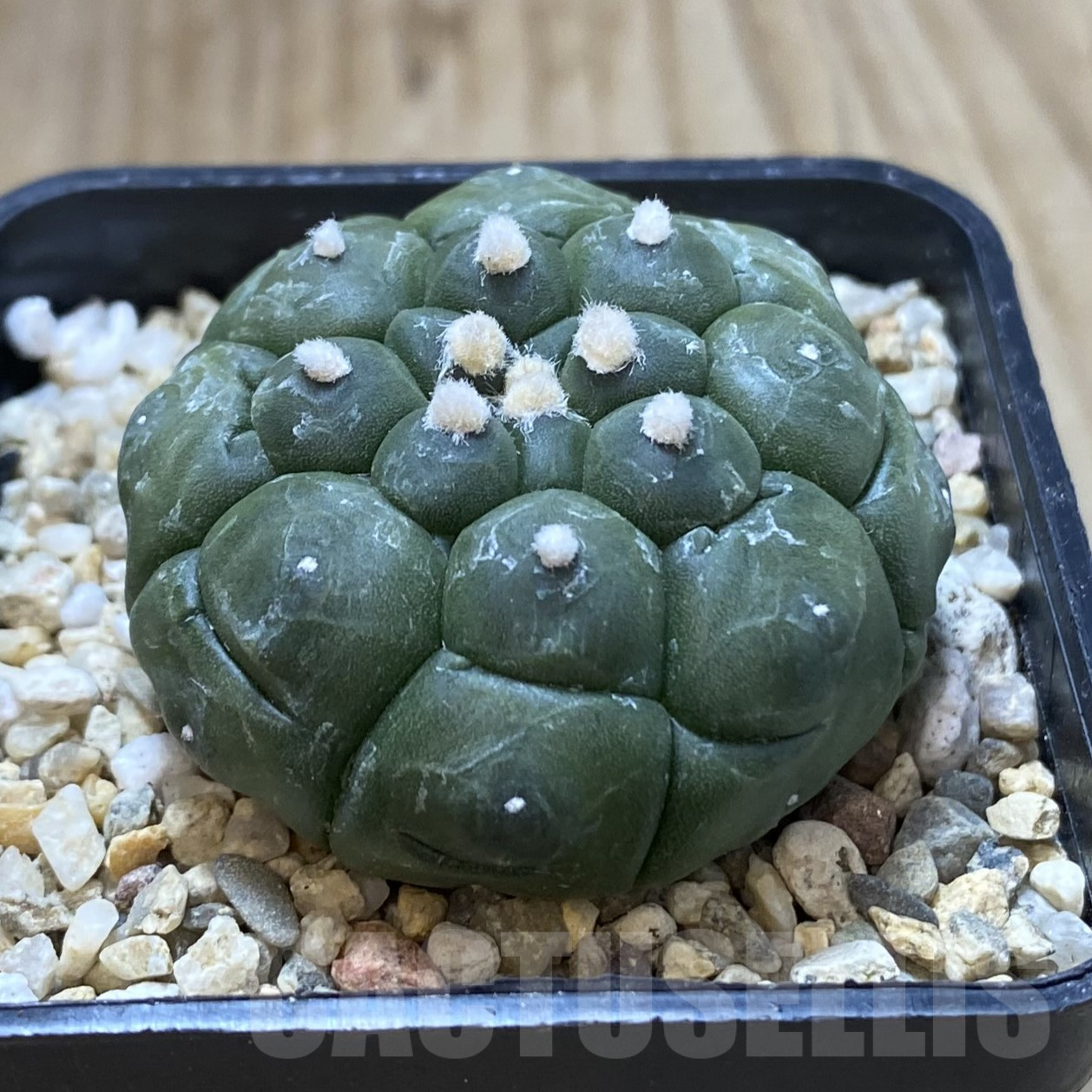 SH2483 Astrophytum asterias ‘Kikko’ - Image 2