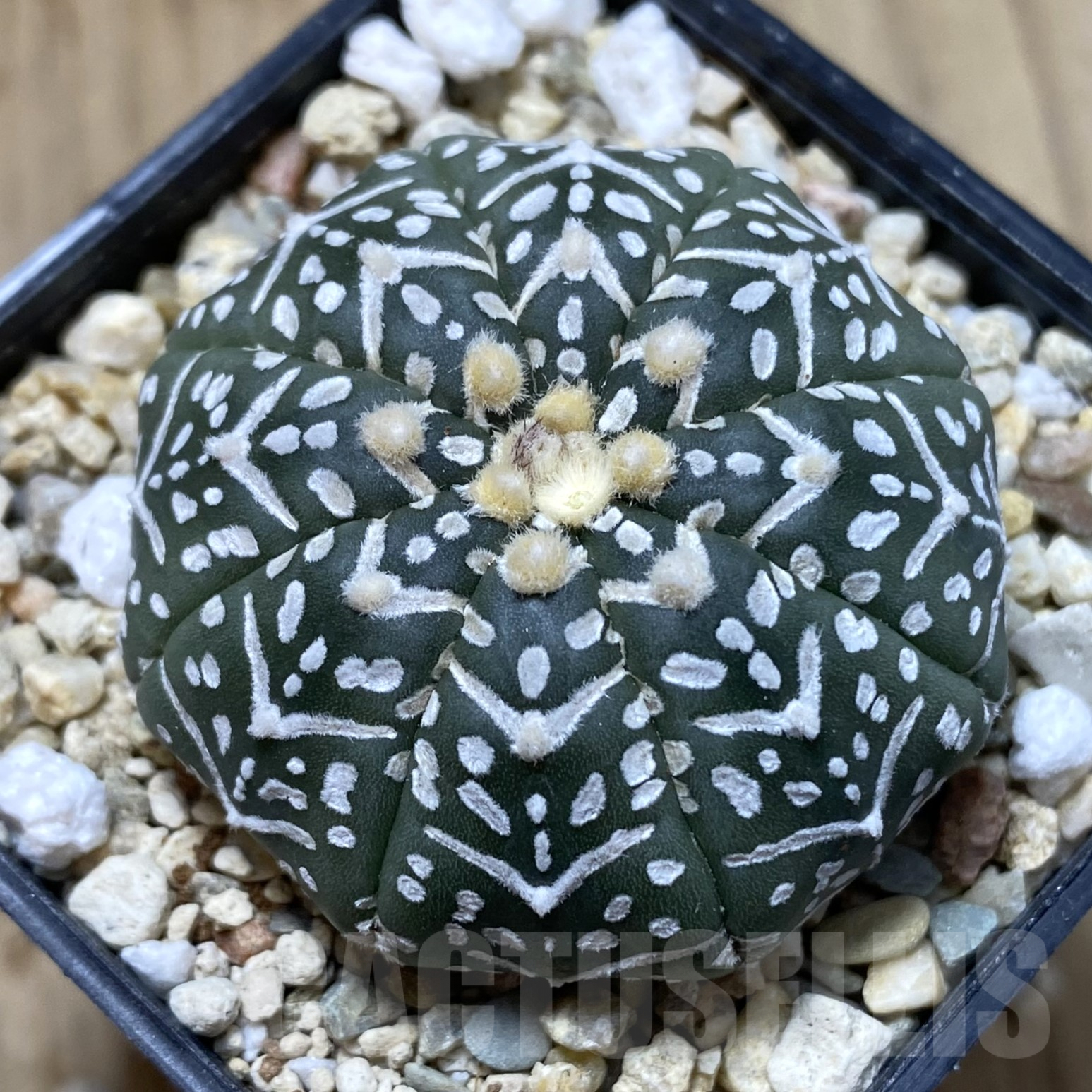 SHPR41731 Astrophytum asterias ‘Super Kabuto’ V-type f. nudum