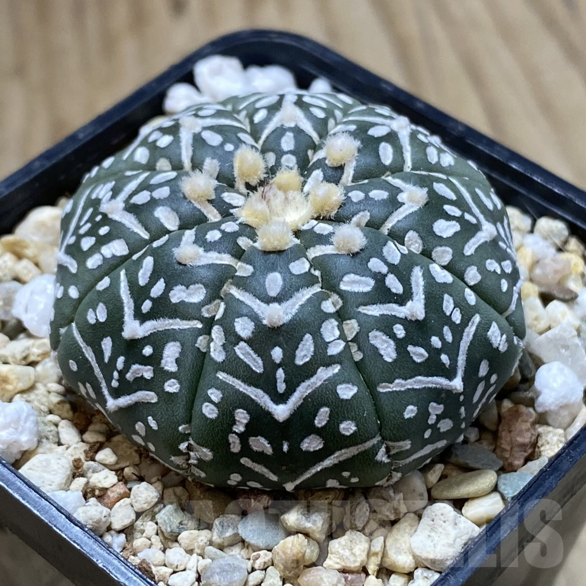 SHPR41731 Astrophytum asterias ‘Super Kabuto’ V-type f. nudum - Image 2