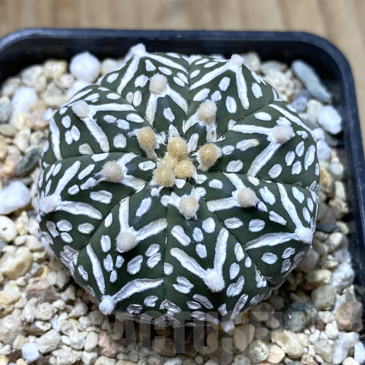 SHPR41732 Astrophytum asterias ‘Super Kabuto’ V-type f. nudum