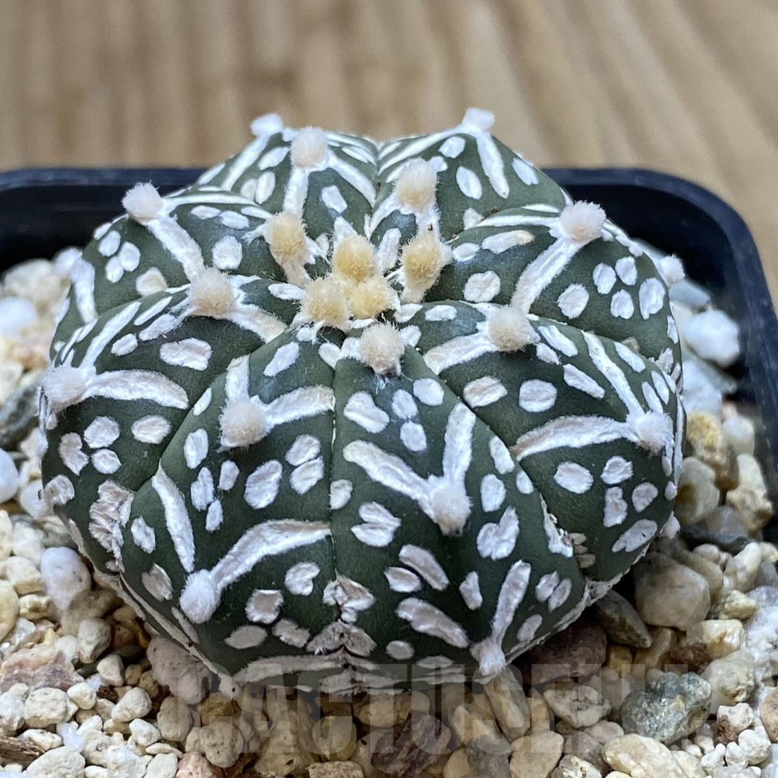 SHPR41732 Astrophytum asterias ‘Super Kabuto’ V-type f. nudum - Image 2