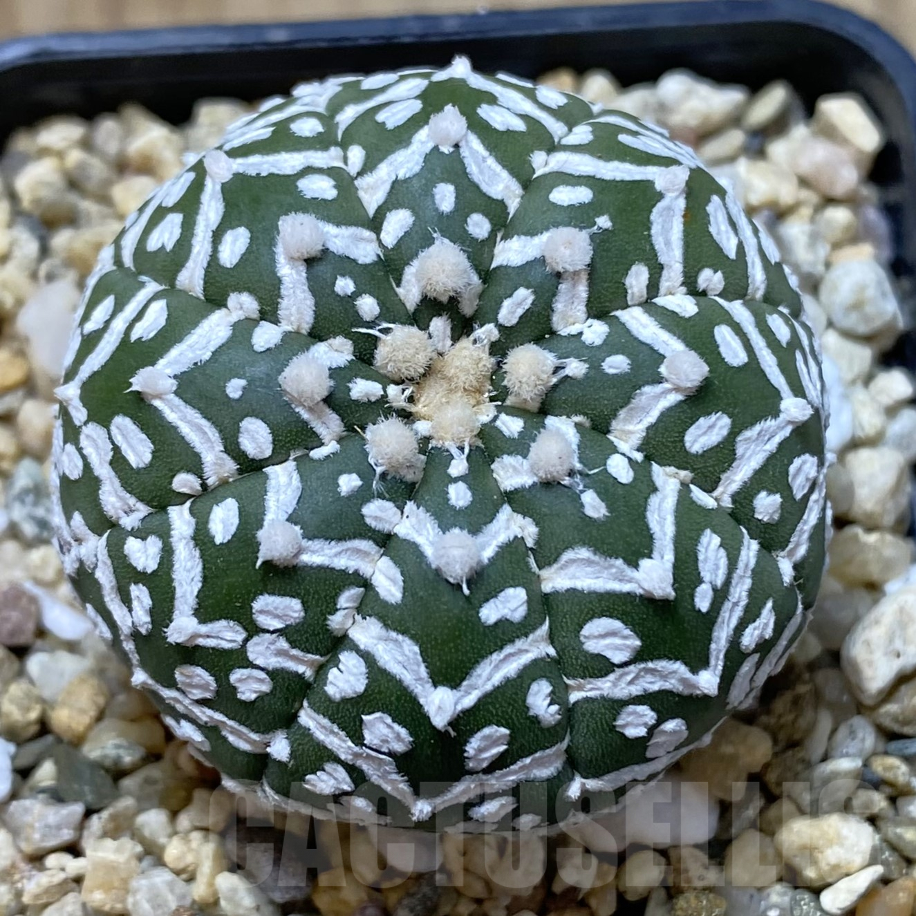 SHPR41733 Astrophytum asterias ‘Super Kabuto’ V-type f. nudum