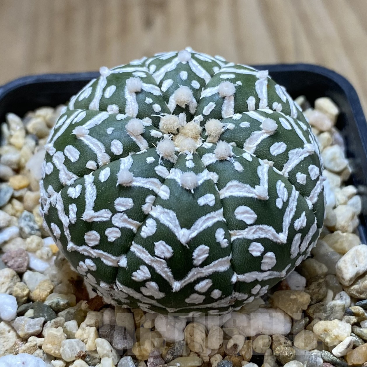 SHPR41733 Astrophytum asterias ‘Super Kabuto’ V-type f. nudum - Image 2