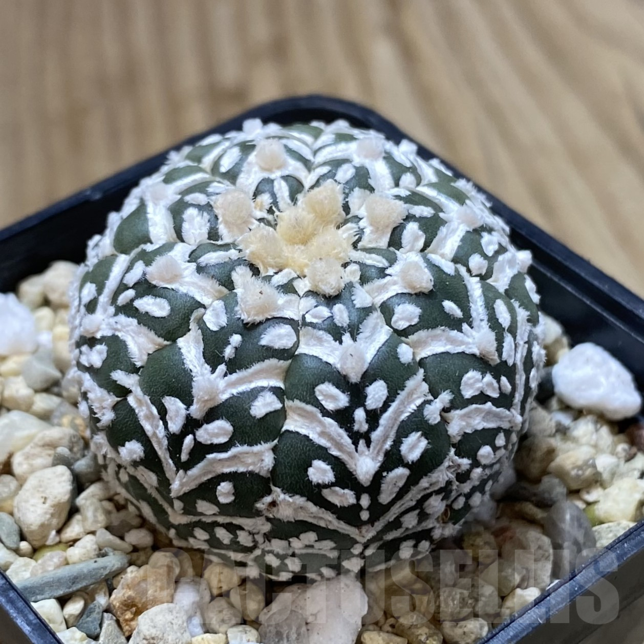 SHPR41734 Astrophytum asterias ‘Super Kabuto’ V-type f. nudum - Image 2