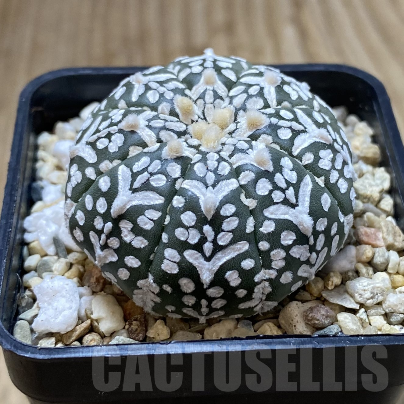 SHPR41735 Astrophytum asterias ‘Super Kabuto’ V-type f. nudum - Image 2