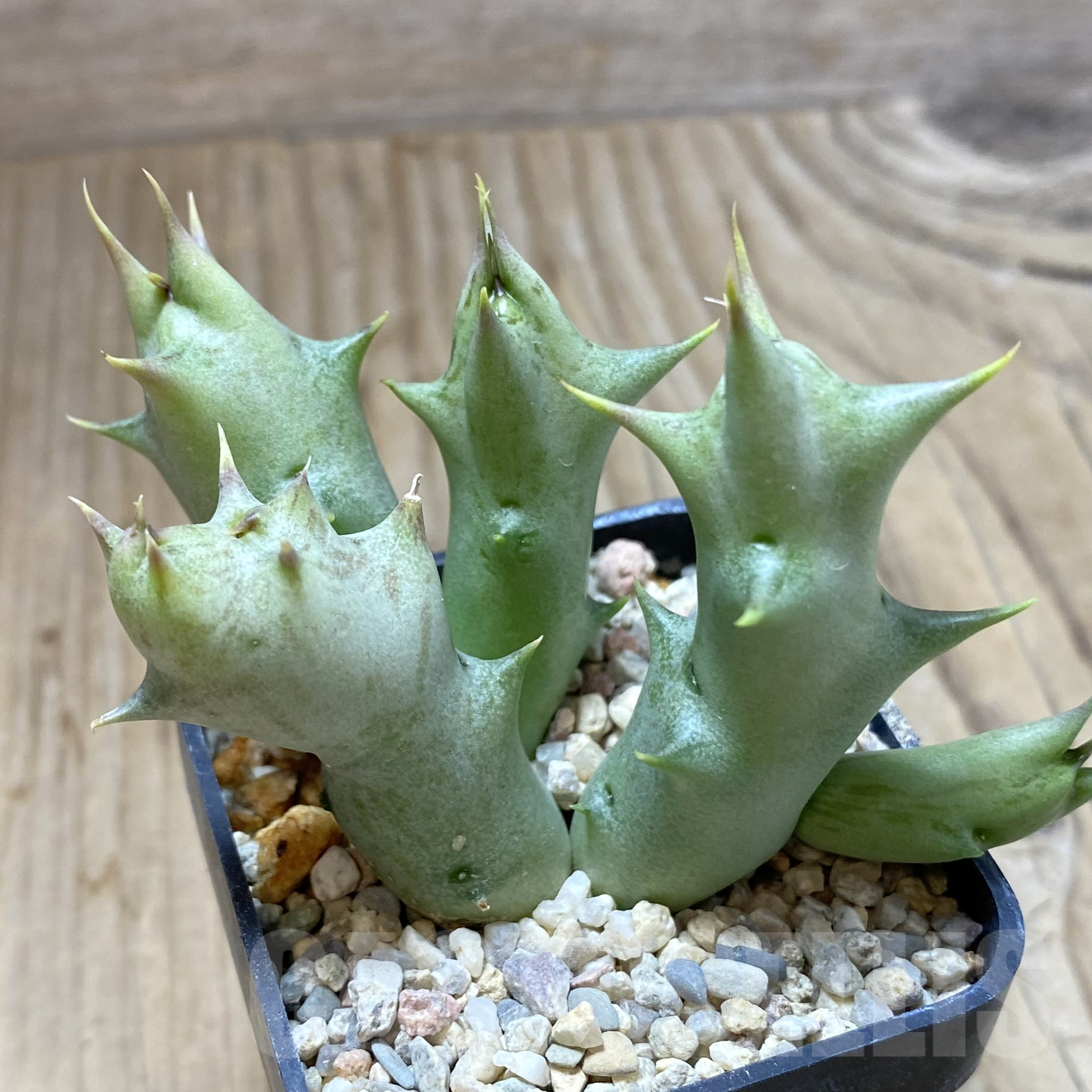 SHPR41743 Caralluma hesperidum