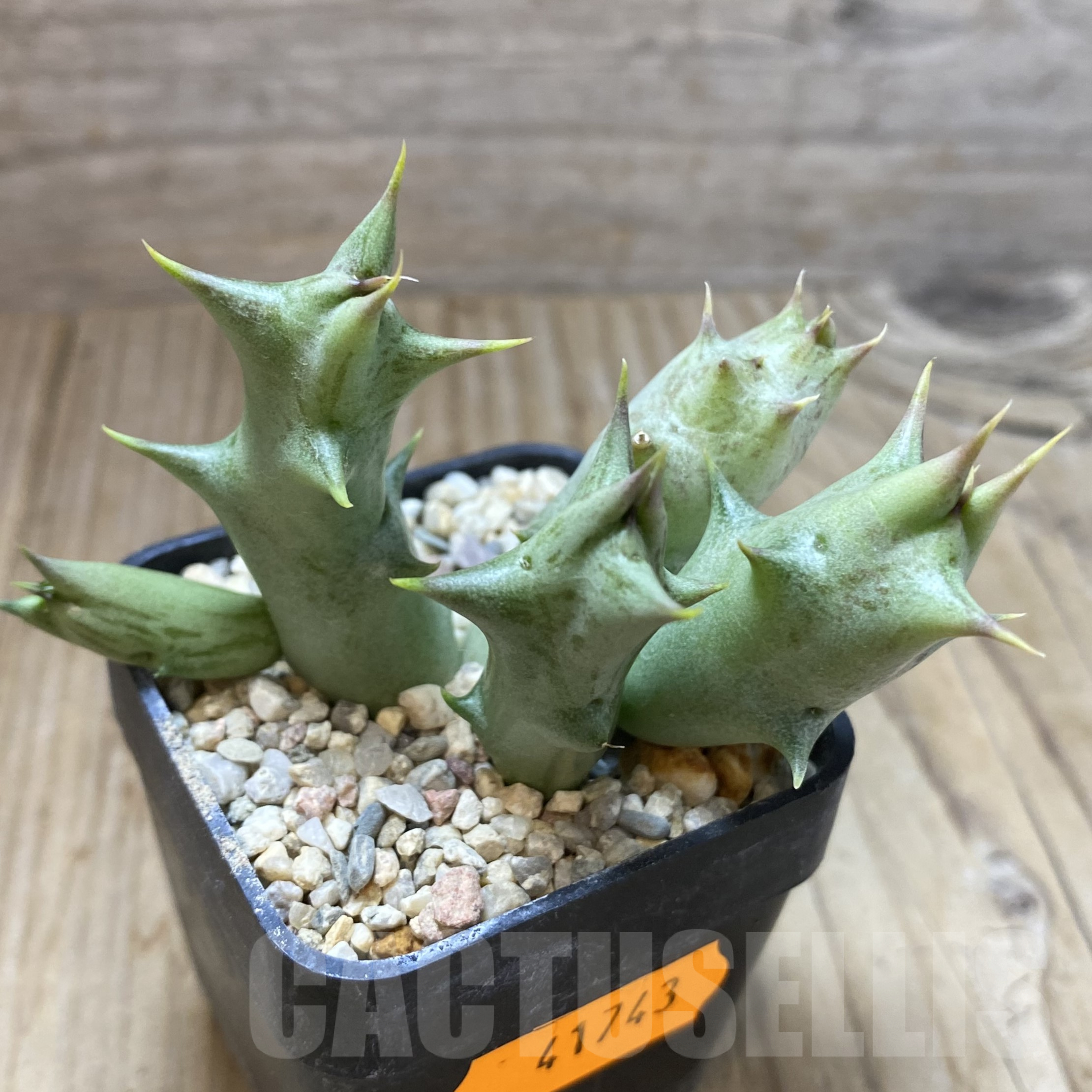 SHPR41743 Caralluma hesperidum - Image 2
