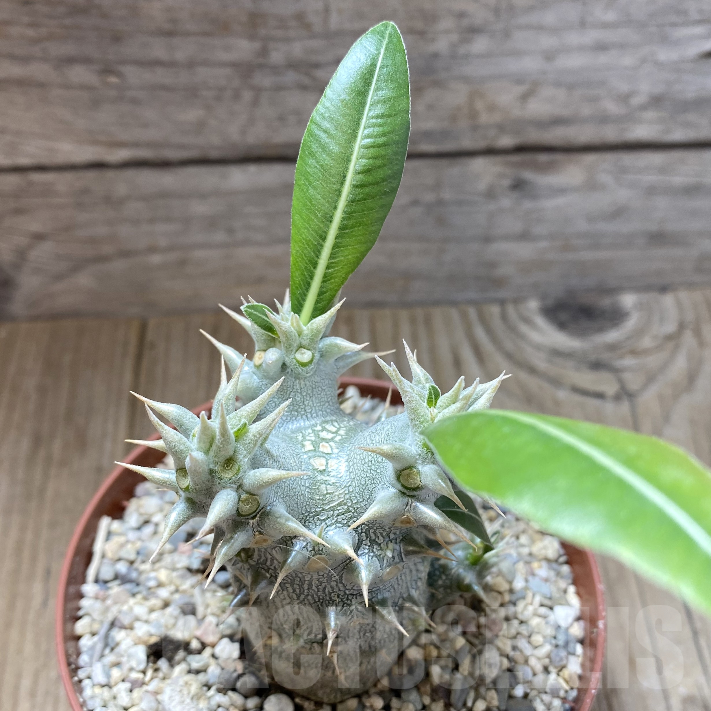 SHPR41747 Pachypodium horombense - Image 2