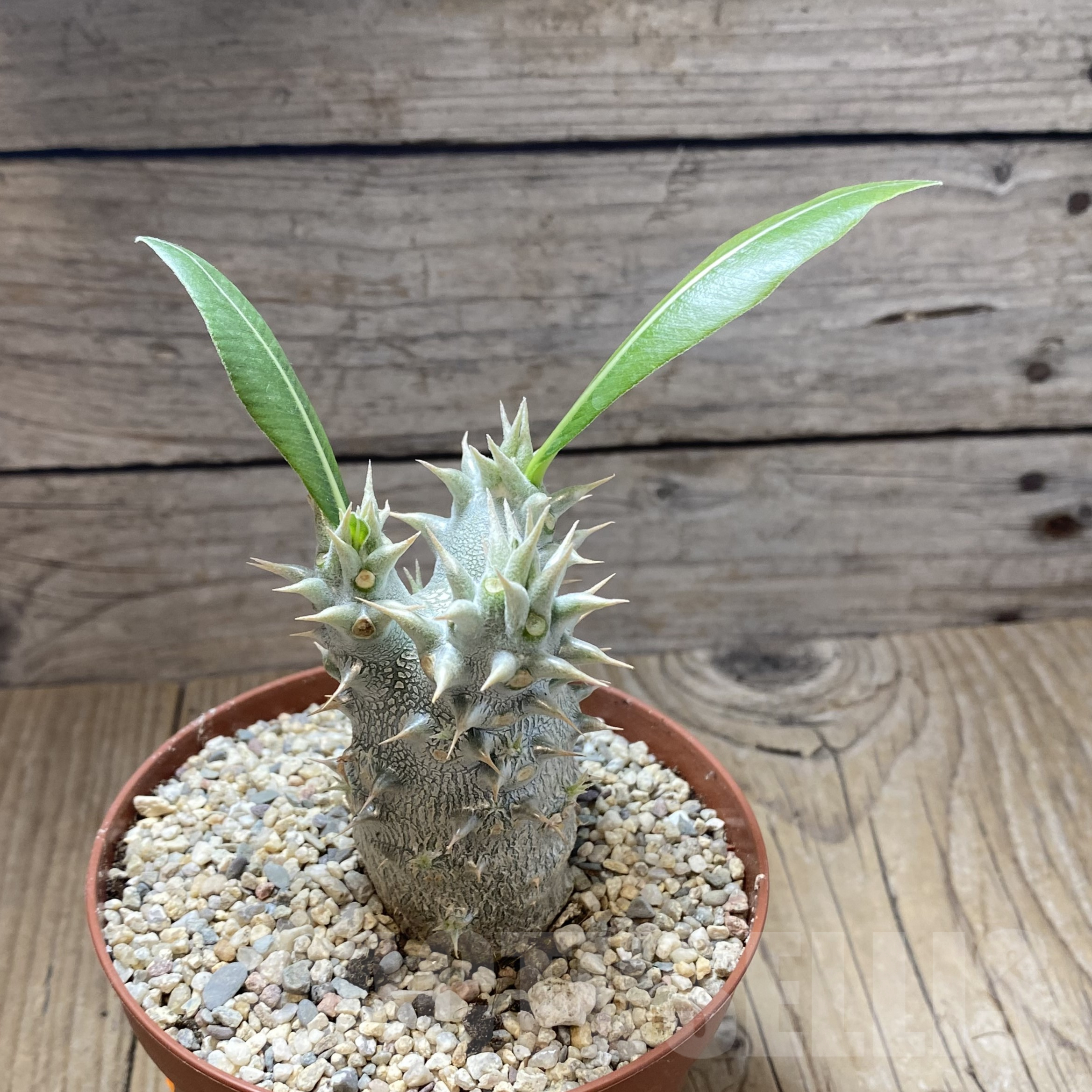 SHPR41747 Pachypodium horombense - Image 3