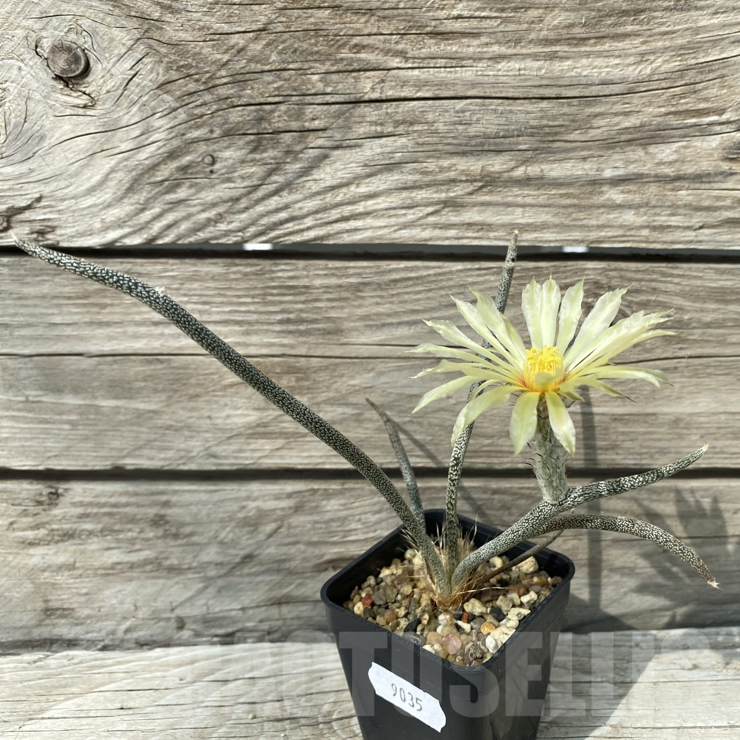 SH9035 Astrophytum caput-medusae, seedling - Image 2