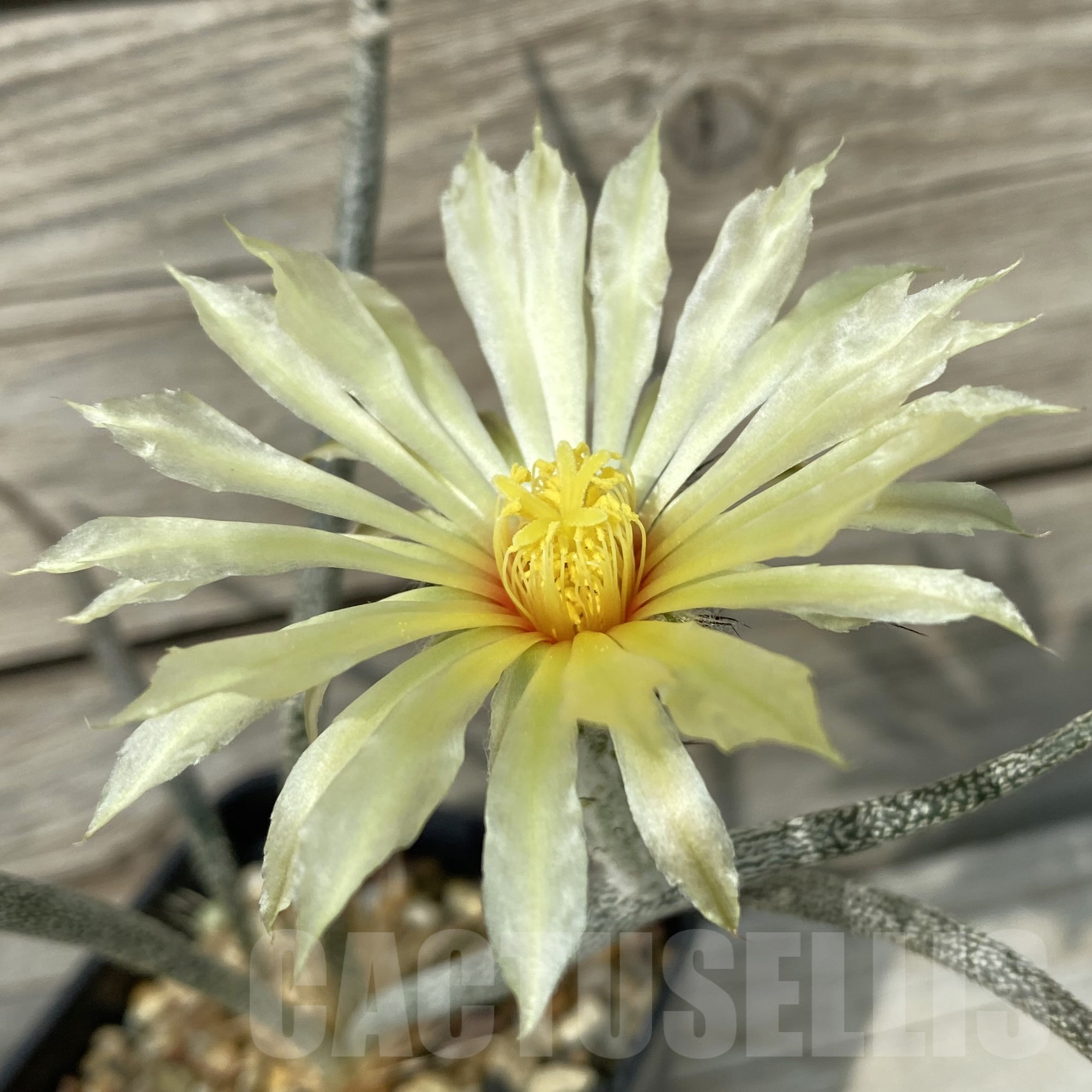 SH9035 Astrophytum caput-medusae, seedling