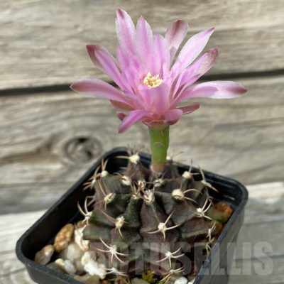 SH11415 Gymnocalycium friedrichii ‘Hibotan’