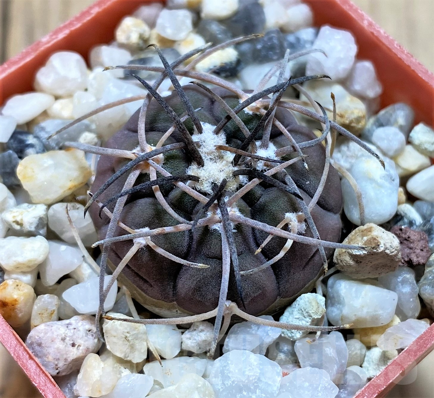 SHPR41755 Gymnocalycium spegazzinii v. sarkae