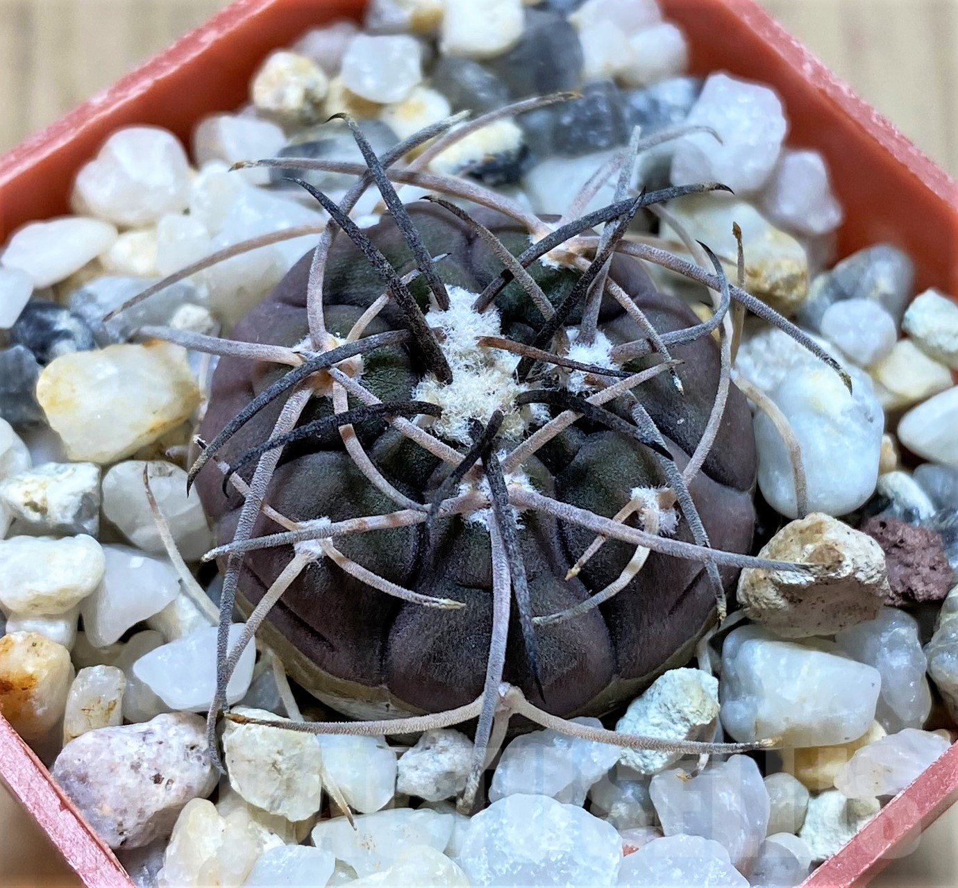 SHPR41755 Gymnocalycium spegazzinii v. sarkae - Image 2