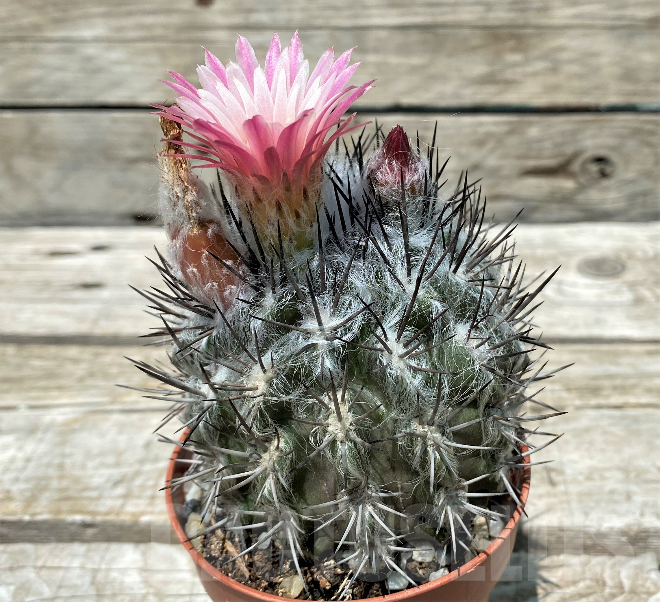 SH11407 Pyrrhocactus floccosus - Image 2