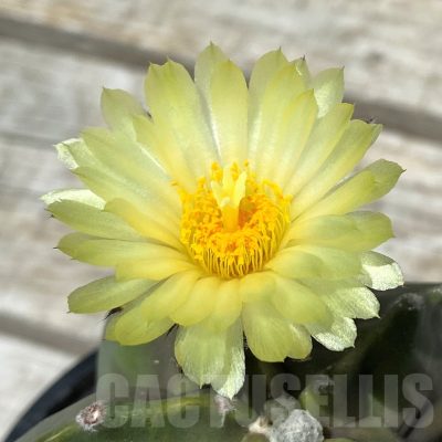 SH11408 Astrophytum myriostigma f. nudum