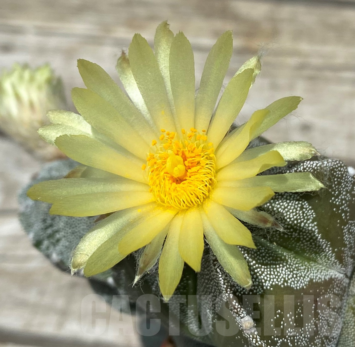 SH11410 Astrophytum myriostigma v. quadricostatum